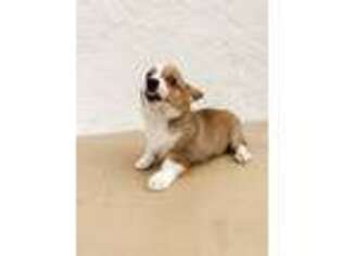 Pembroke Welsh Corgi Puppy for sale in Homestead, FL, USA