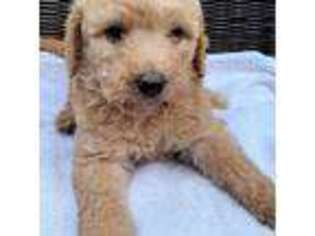 Labradoodle Puppy for sale in Lyles, TN, USA