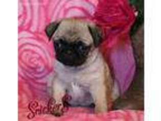 Pug Puppy for sale in Millmont, PA, USA