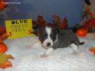 Chihuahua Puppy for sale in Lexington, SC, USA