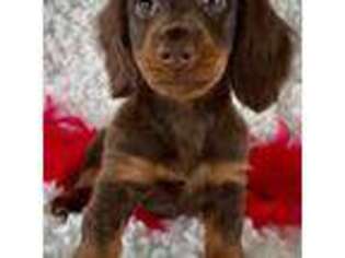 Dachshund Puppy for sale in Hilton, NY, USA