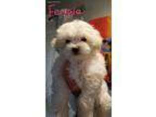 Maltese Puppy for sale in Virginia Beach, VA, USA