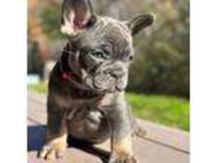 French Bulldog Puppy for sale in Grapevine, TX, USA