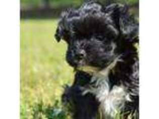 Mutt Puppy for sale in Newport, PA, USA