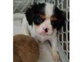 Cavalier King Charles Spaniel Puppy for sale in Rochelle, IL, USA