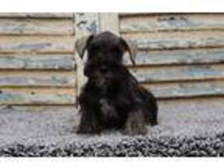 Mutt Puppy for sale in Eden Valley, MN, USA