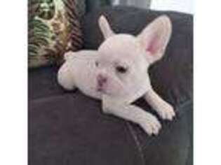 French Bulldog Puppy for sale in Williston, FL, USA