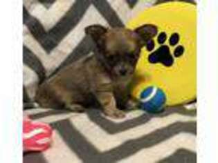 Chihuahua Puppy for sale in Seymour, MO, USA