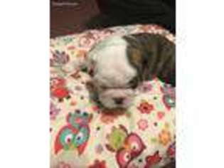 Bulldog Puppy for sale in Gallipolis, OH, USA