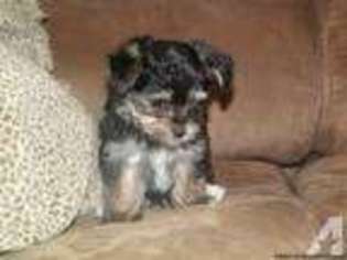 Mutt Puppy for sale in ELKHORN CITY, KY, USA