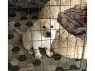 Labrador Retriever Puppy for sale in Eubank, KY, USA
