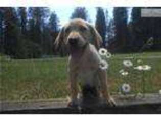 Labrador Retriever Puppy for sale in Spokane, WA, USA