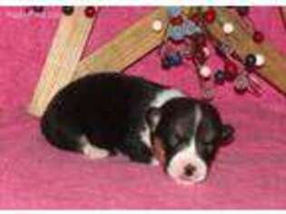 Pembroke Welsh Corgi Puppy for sale in Mount Pleasant, IA, USA