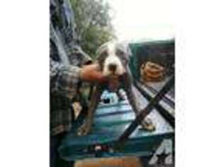 Mutt Puppy for sale in VONORE, TN, USA