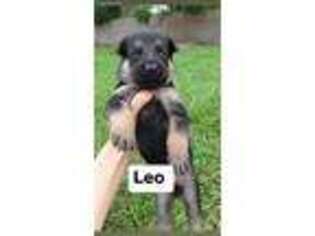 German Shepherd Dog Puppy for sale in Deltona, FL, USA