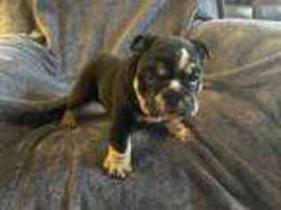 Bulldog Puppy for sale in Fort Gibson, OK, USA