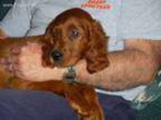 Irish Setter Puppy for sale in Guntersville, AL, USA