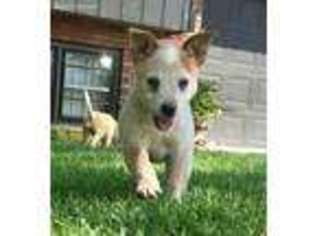 Australian Cattle Dog Puppy for sale in Yorkville, IL, USA