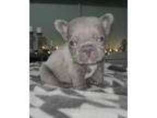 French Bulldog Puppy for sale in Gallup, NM, USA