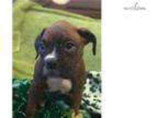 Boxer Puppy for sale in Los Angeles, CA, USA