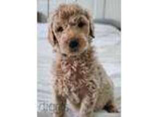Goldendoodle Puppy for sale in Hallock, MN, USA