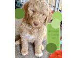 Goldendoodle Puppy for sale in Barrett, MN, USA