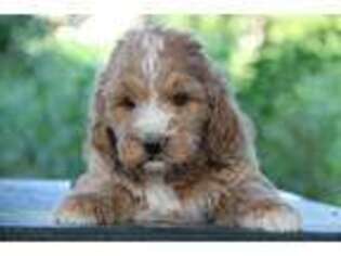 Irish Setter Puppy for sale in Chouteau, OK, USA