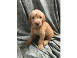 Labradoodle Puppy for sale in Gilmer, TX, USA
