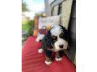 Bernese Mountain Dog Puppy for sale in Springfield, OR, USA