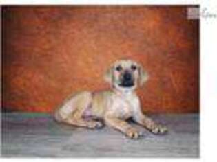 Black Mouth Cur Puppy for sale in Saint George, UT, USA
