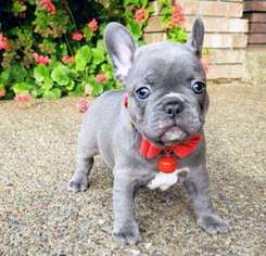 French Bulldog Puppy for sale in Sparta, NC, USA