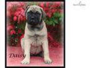 Bullmastiff Puppy for sale in Columbia, MO, USA