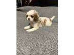 Cavalier King Charles Spaniel Puppy for sale in Tacoma, WA, USA