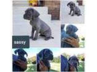 Neapolitan Mastiff Puppy for sale in Rogersville, MO, USA