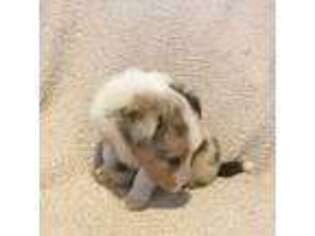 Shetland Sheepdog Puppy for sale in Adams, WI, USA