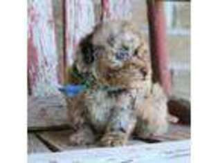 Mutt Puppy for sale in Ruston, LA, USA