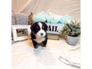 Bernese Mountain Dog Puppy for sale in Malta, ID, USA