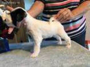 Tibetan Terrier Puppy for sale in Allen, TX, USA