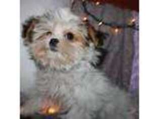 Shorkie Tzu Puppy for sale in Billings, MO, USA