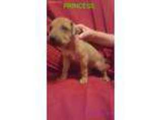 Rhodesian Ridgeback Puppy for sale in Booneville, AR, USA