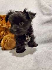 Yorkshire Terrier Puppy for sale in Dayton, OH, USA