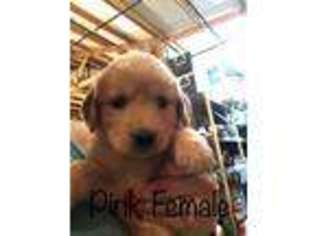 Golden Retriever Puppy for sale in Newberry, SC, USA