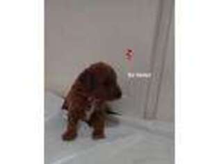 Goldendoodle Puppy for sale in Hawesville, KY, USA