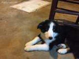 Border Collie Puppy for sale in Delano, TN, USA
