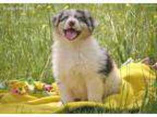 Australian Shepherd Puppy for sale in Groveton, TX, USA