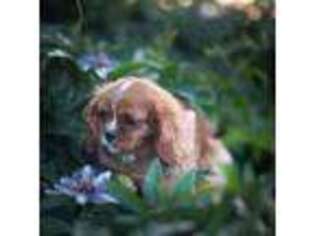 Cavalier King Charles Spaniel Puppy for sale in Monroe, NC, USA