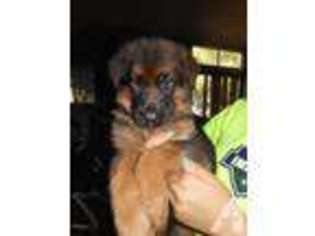 German Shepherd Dog Puppy for sale in BRENTWOOD, CA, USA