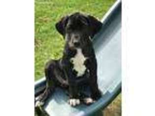 Great Dane Puppy for sale in New Franken, WI, USA