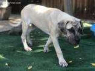 Mastiff Puppy for sale in Los Angeles, CA, USA