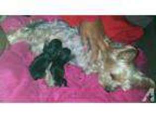 Yorkshire Terrier Puppy for sale in FREEPORT, NY, USA